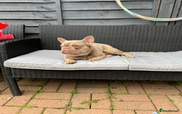 French Bulldog dogs for stud: Male for stud  in Hull - Image 3