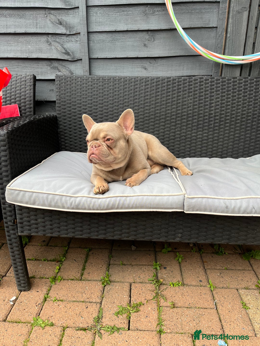 French Bulldog dogs for stud: Male for stud  in Hull - Image 3