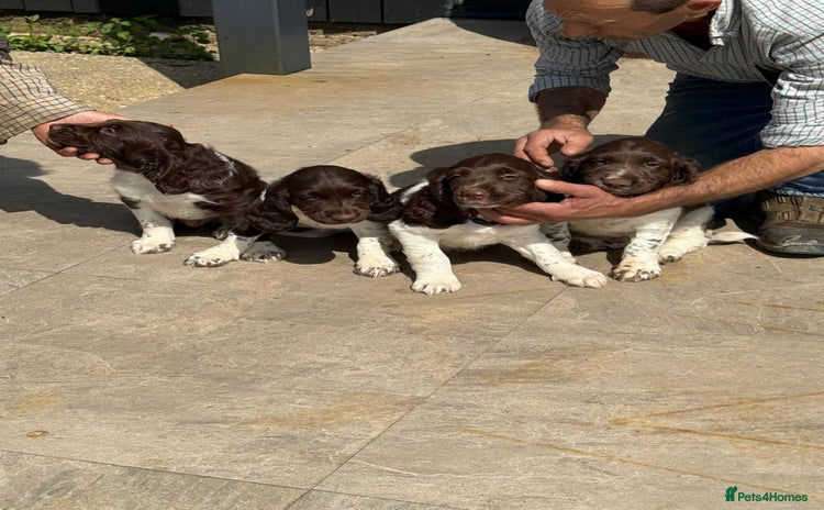 English Springer Spaniel dogs - Advert 1