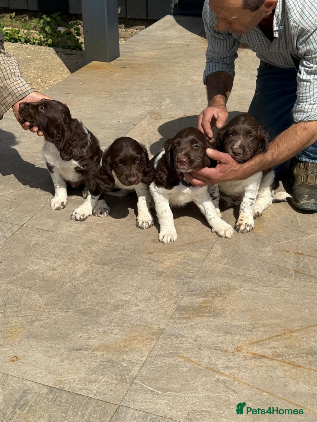 English Springer Spaniel dogs for sale: Liver and White Springer Spaniel Puppies - Image 1