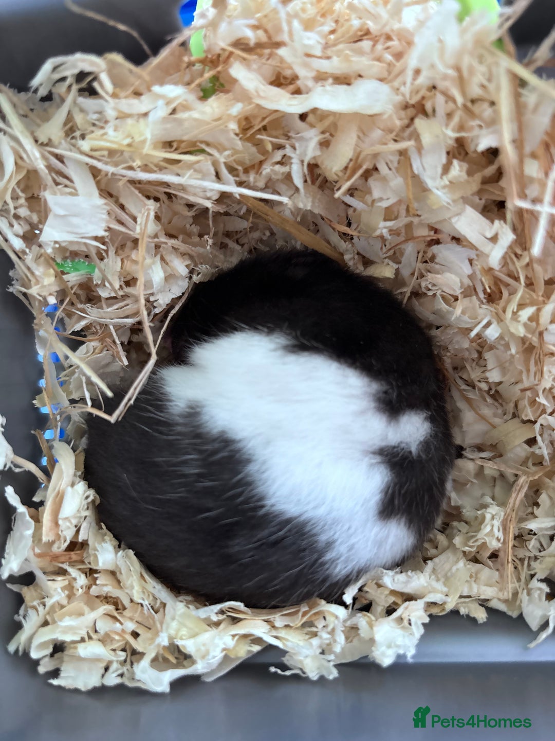 Hamster rodents for sale: Harry the Syrian Hamster - Image 3