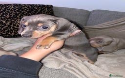 Miniature Dachshund dogs for sale: ❤️5 Mini Dachshunds ready for their new homes❤️ - Image 4