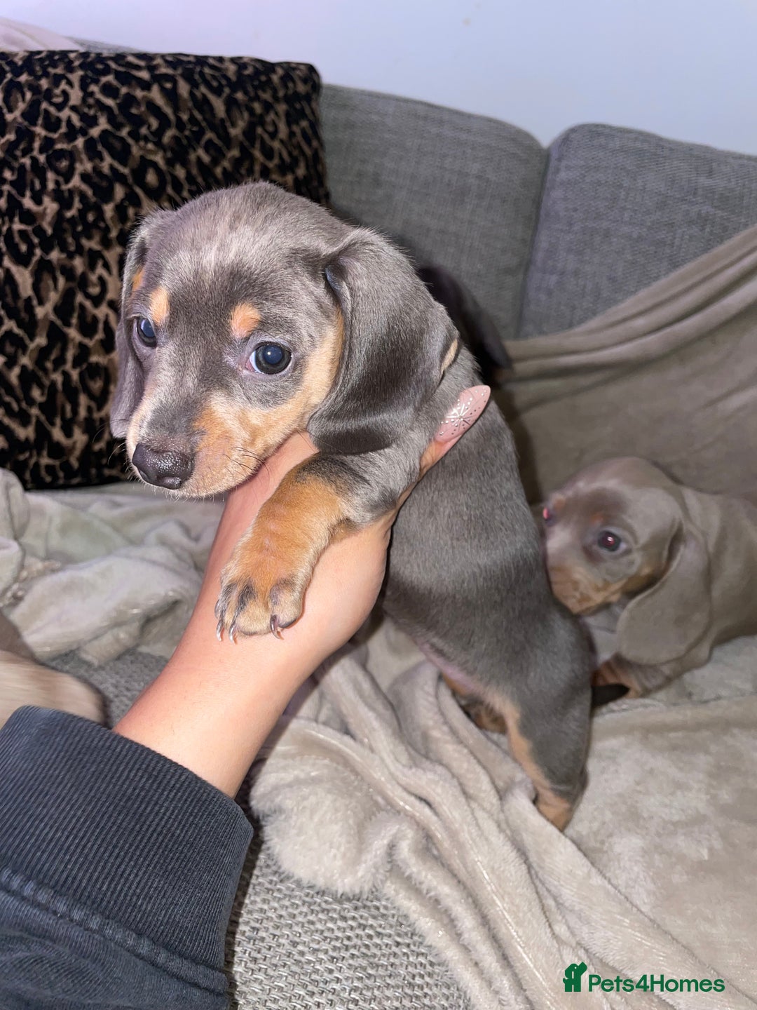 Miniature Dachshund dogs for sale: ❤️5 Mini Dachshunds ready for their new homes❤️ - Image 4