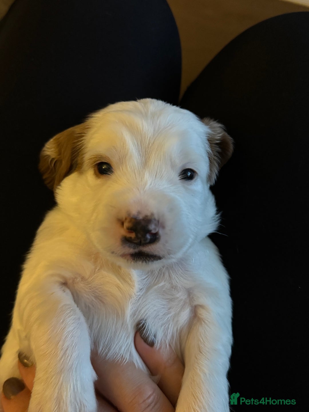 Cockapoo dogs for sale: Gorgeous F2B Cockapoo puppies  - Image 21