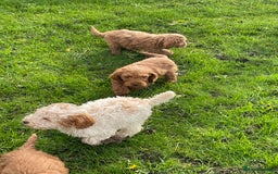 Cockapoo dogs for sale: Red Cockapoo puppies for sale - Image 26