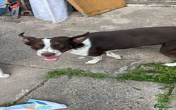 Mixed Breed dogs for sale: Bella husky dalmation mix  - Image 2
