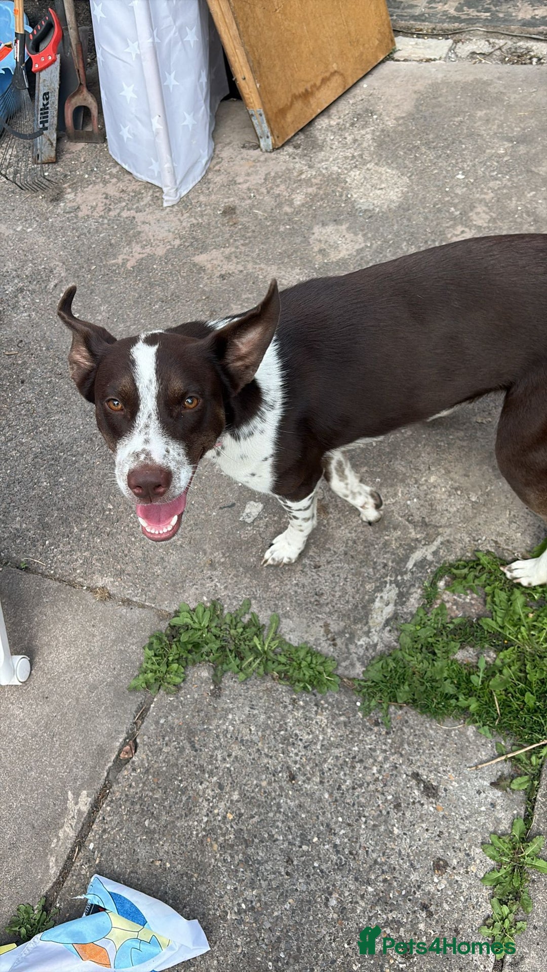 Mixed Breed dogs for sale: Bella husky dalmation mix  - Image 2