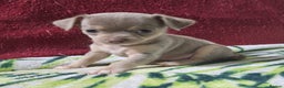 Chihuahua dogs for sale: KC Chihuahua Baby Girls - Advert 15