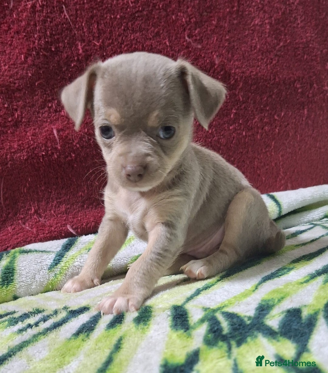 Chihuahua dogs for sale: KC Chihuahua Baby Girls - Advert 15