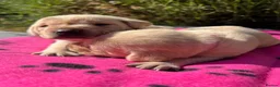 Labrador Retriever dogs for sale: Exquisite KC FTCH Labrador Puppies - Advert 16