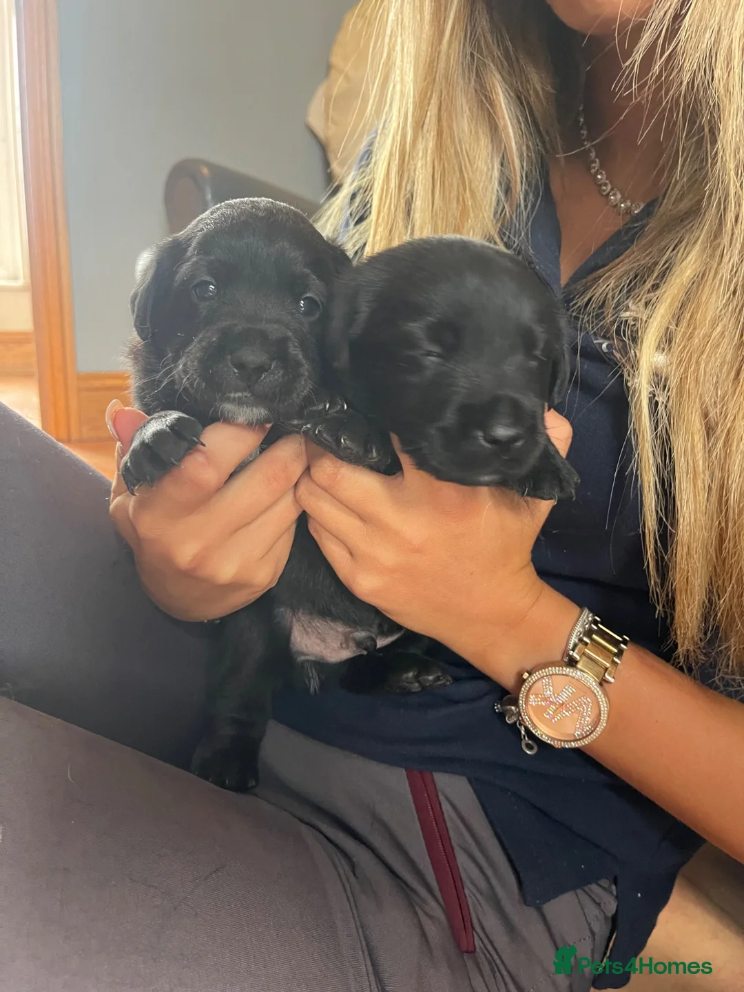 Mixed Breed dogs for sale: Gorgeous litter of jackadors  - Advert 1