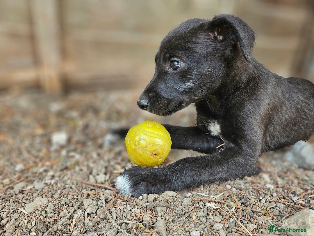 Lurcher dogs for sale: Deerhound Greyhound x deerhound Greyhound f1 - Image 32
