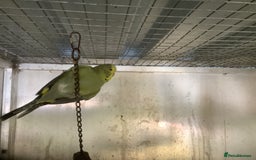 Cockatiels birds for sale: 2025  Cockatiels and Budgies - Image 10