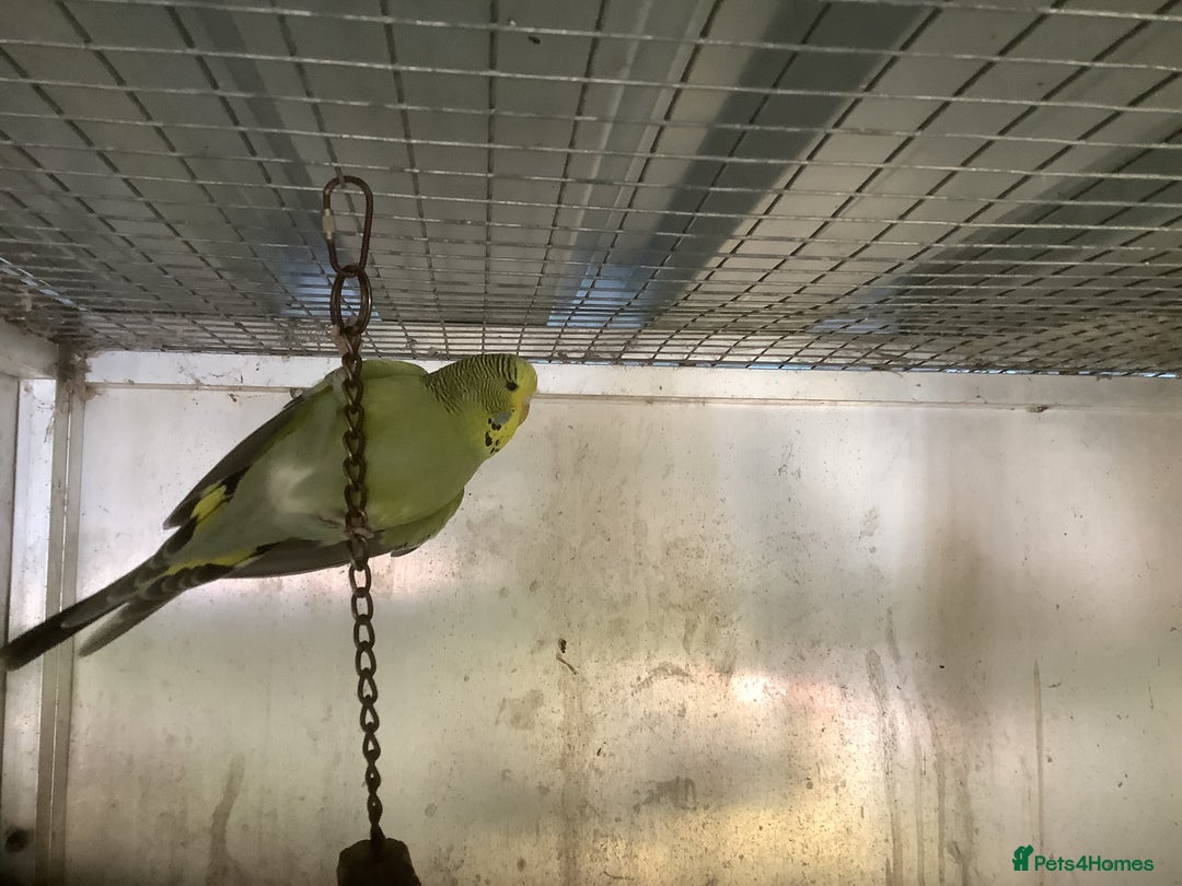 Cockatiels birds for sale: 2025  Cockatiels and Budgies - Image 10