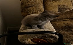Maine Coon cats for sale: Purebred Maine Coons kittens.  - Image 1