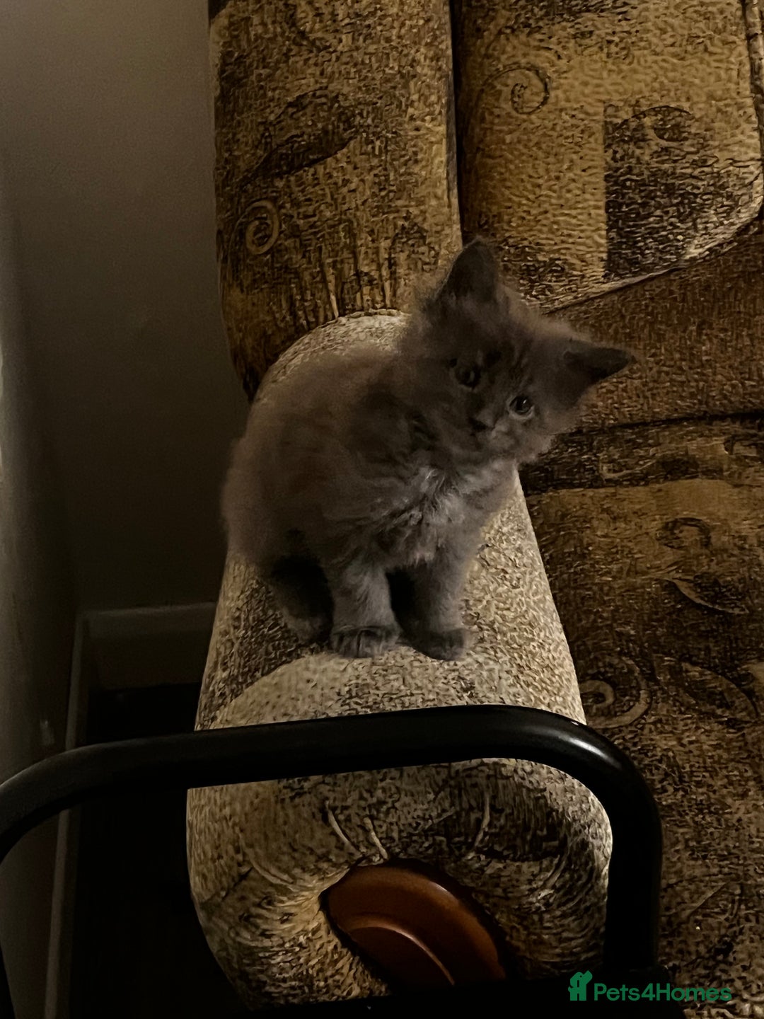 Maine Coon cats for sale: Purebred Maine Coons kittens.  - Image 1