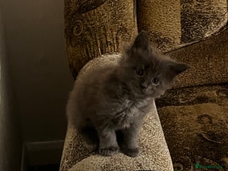 Maine Coon cats - Advert 1