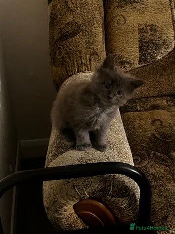 Maine Coon cats - Advert 2