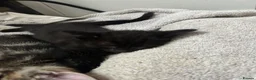 Mixed Breed cats for sale: Mixed Breed Tabby Shorthair Kittens in Sheffield - Advert 5