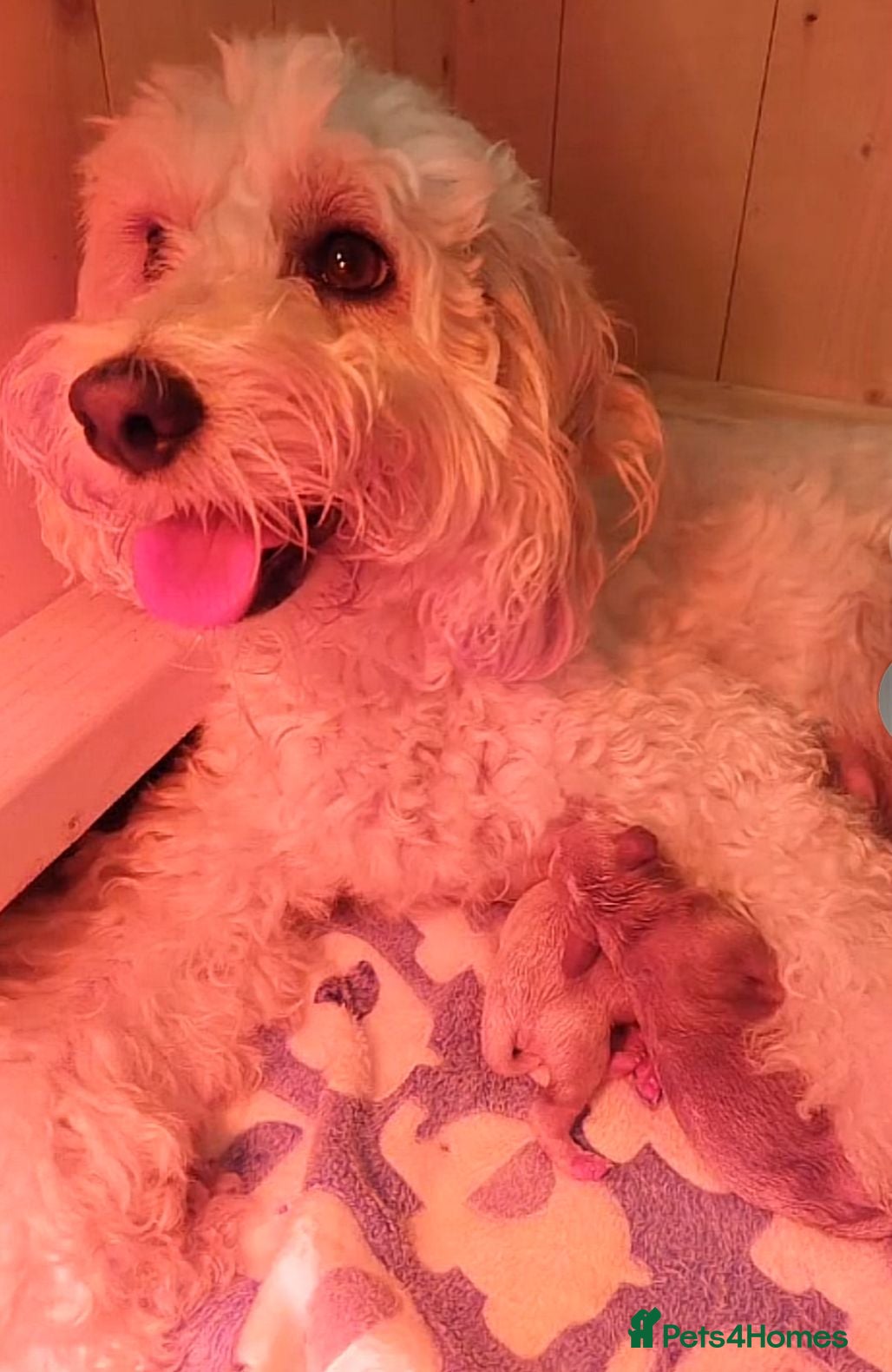 Cockapoo dogs Cockapoo puppy  in Hornchurch - Advert 5