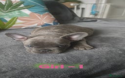 French Bulldog dogs for sale: 3 Girls - 2 Boys Frencbulldog Puppies - Image 6