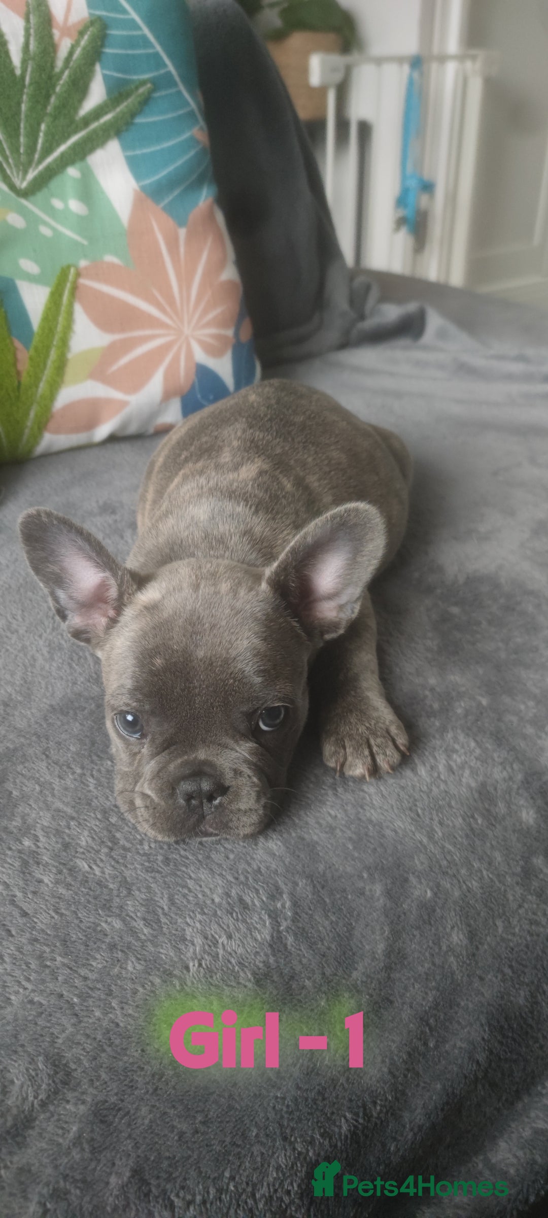 French Bulldog dogs for sale: 3 Girls - 2 Boys Frencbulldog Puppies - Image 6