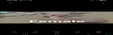British Shorthair 1