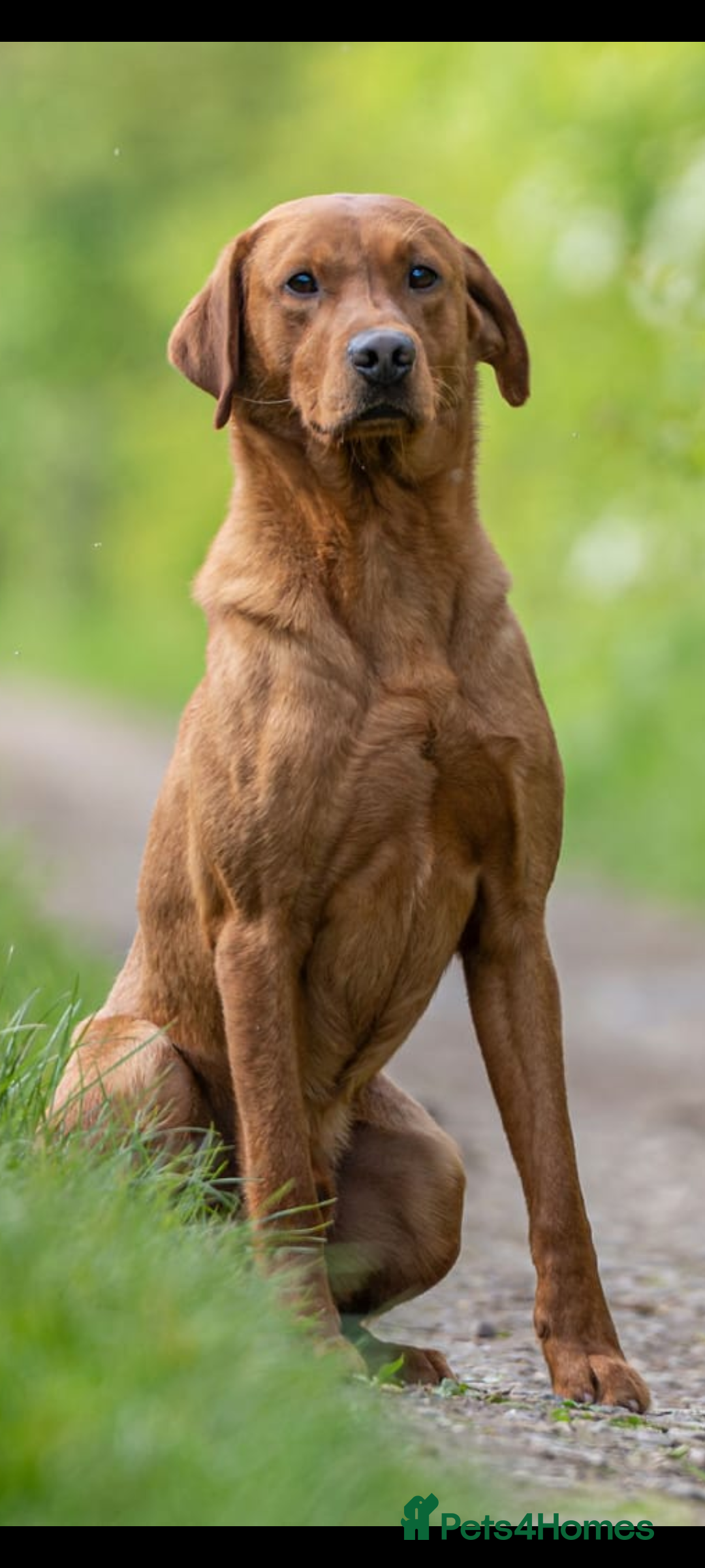 Labrador Retriever dogs for sale: Fox red Labradors  - Advert 9