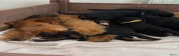 Airedale Terrier dogs for sale: 🌟 One Girl Available 🌟  - Advert 30