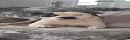 Staffordshire Bull Terrier dogs for stud: Staffordshire bull terrier  - Advert 7