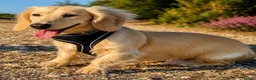 Miniature Dachshund dogs for stud: Cream Proven Miniature Dachshund Stud   - Advert 4