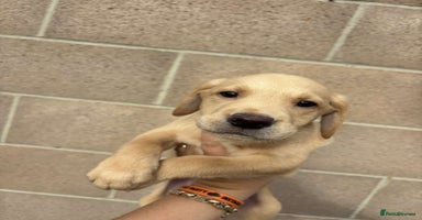 Labrador Retriever dogs - Advert 10