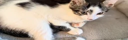 British Shorthair cats for sale: Tabby kittens, litter trained and healthy. - Advert 23