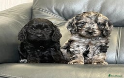 Cockapoo dogs for sale: Beautiful F1 Cockapoo puppies  - Image 8