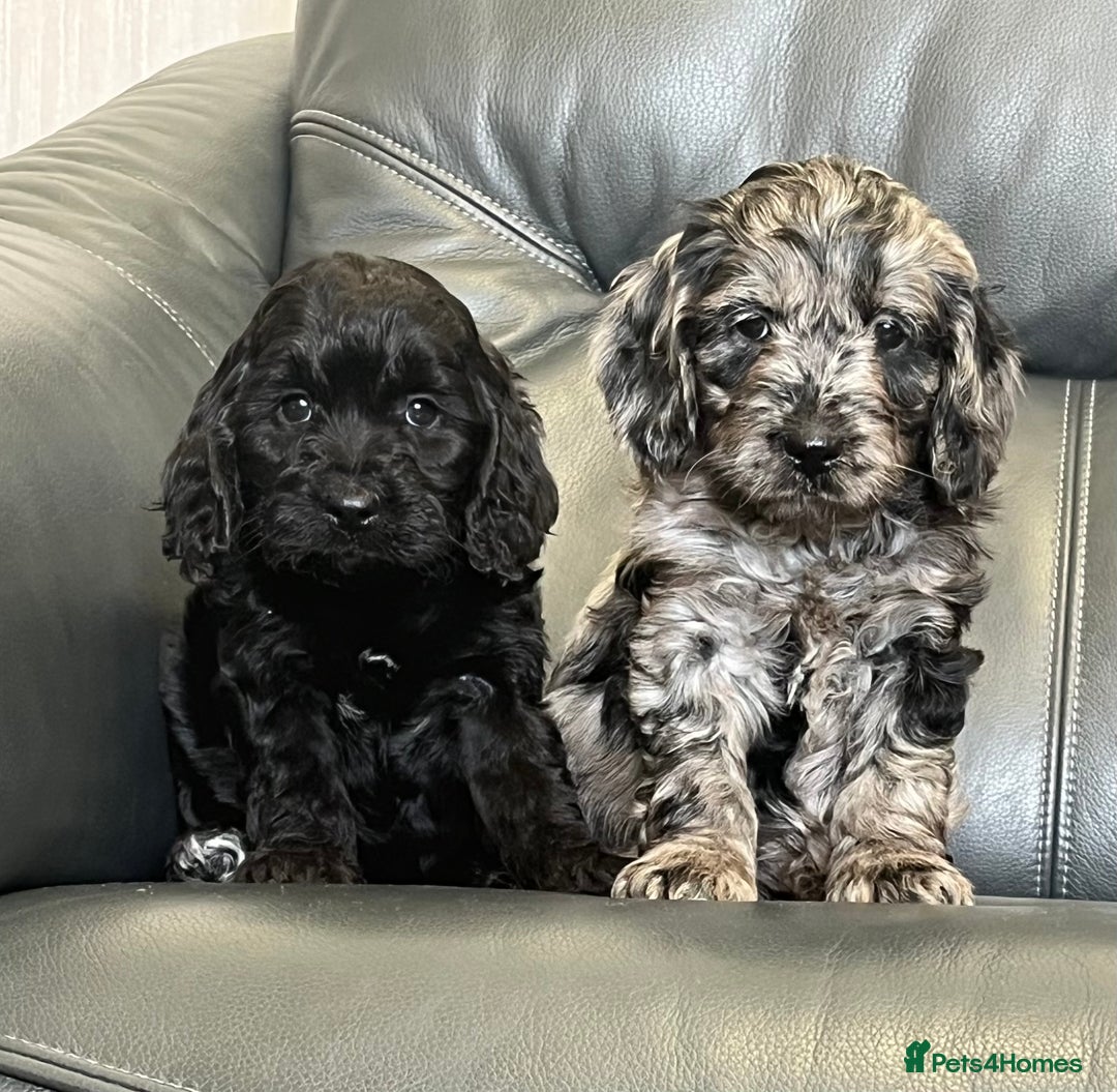 Cockapoo dogs for sale: Beautiful F1 Cockapoo puppies  - Image 8
