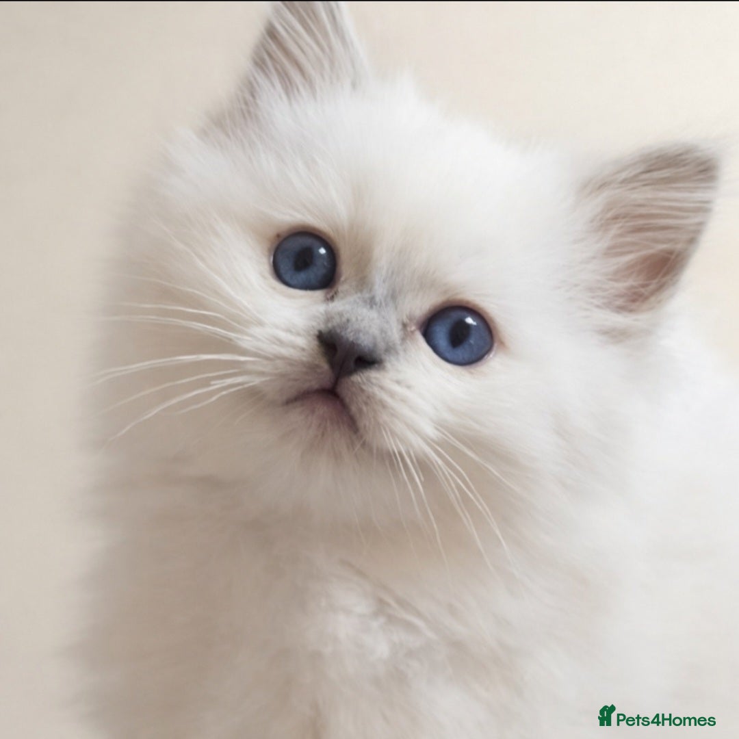 Ragdoll cats Lilac tica registered ragdolls - Advert 9