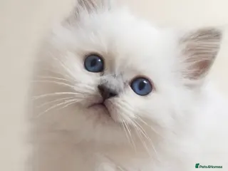 Ragdoll cats Lilac tica registered ragdolls - Advert 9