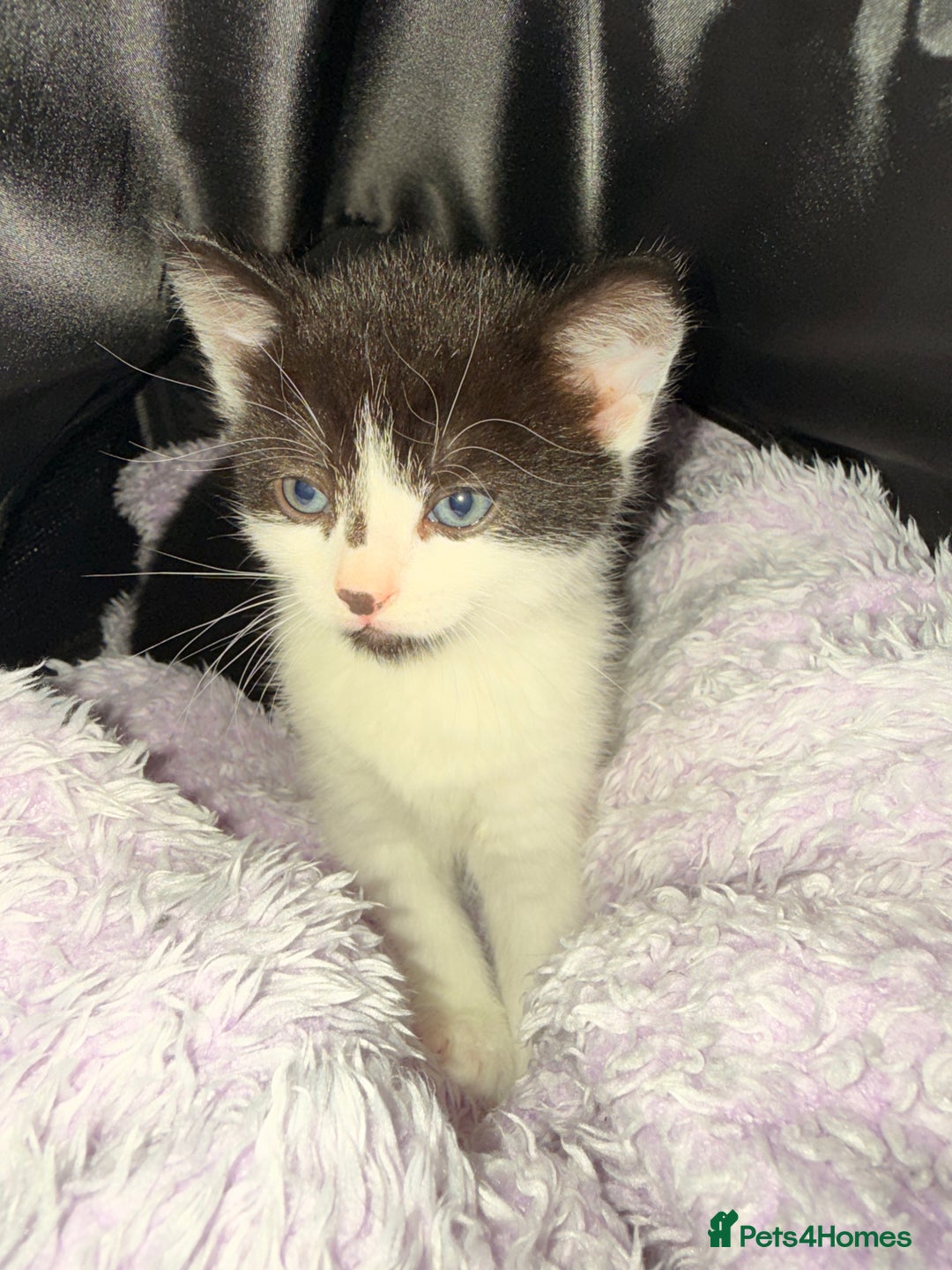 Mixed Breed cats for sale: Two young kittens for sale  - Advert 10