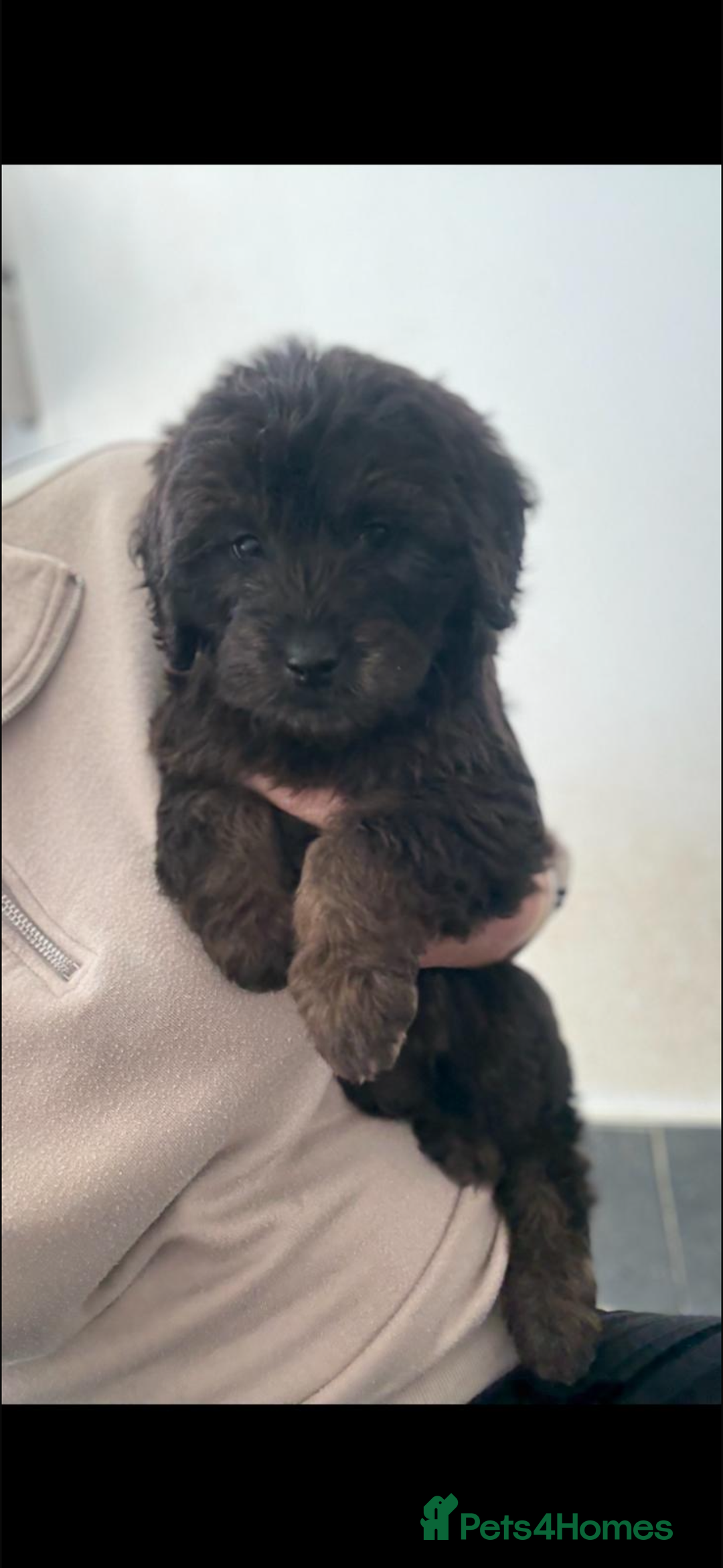 Mini Goldendoodle dogs for sale: 🐶Golden doodle puppies for sale ready to leave🐶 - Image 22