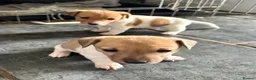 Jack Russell dogs for sale: Male Jack Russell Puppies – Ready 15th October in Caerphilly - Advert 4