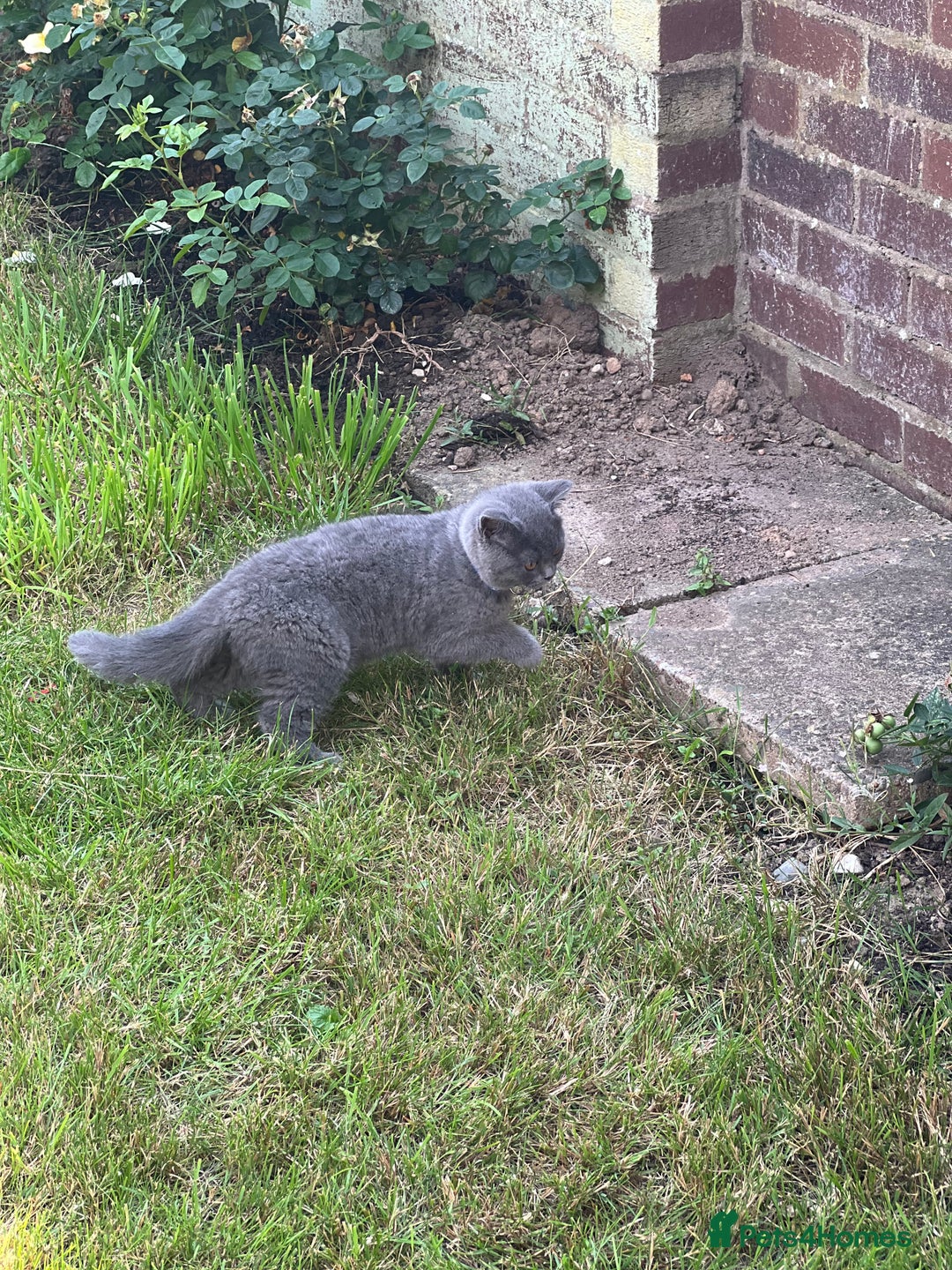 British Shorthair cats for sale: British shorthair  - Image 17