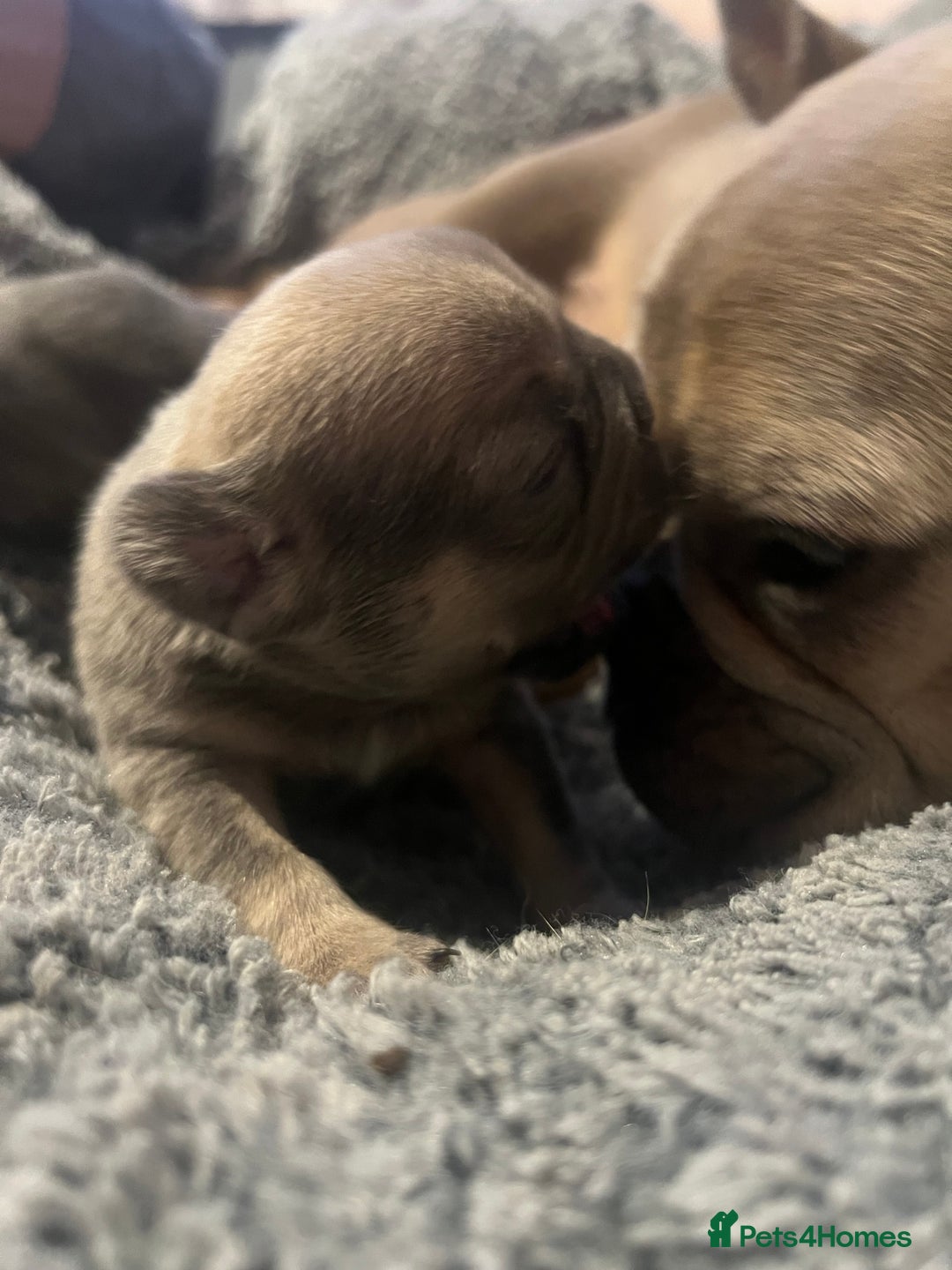 French Bulldog dogs for sale: french bulldog puppies in Manchester - Image 22
