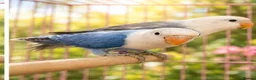 Lovebirds birds for sale: OPALINE DECINO YELLOW, DARK BLUE , DD BLUE OPALINE - Advert 6