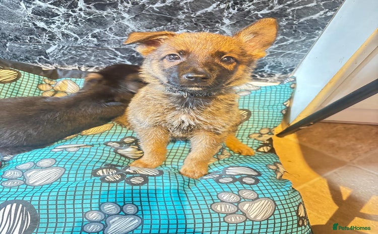 Mixed Breed dogs - Advert 3