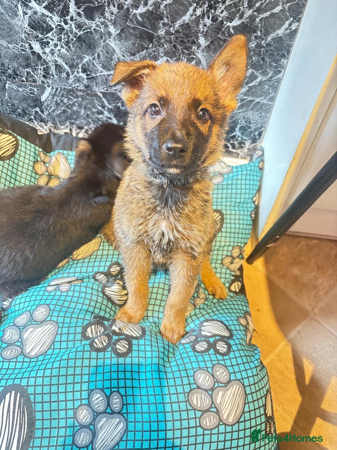 Mixed Breed dogs for sale: Malinois rotti cross puppy’s for sale - Image 6