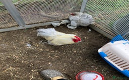 Chickens poultry for sale: Pure lavender pekins - Image 2