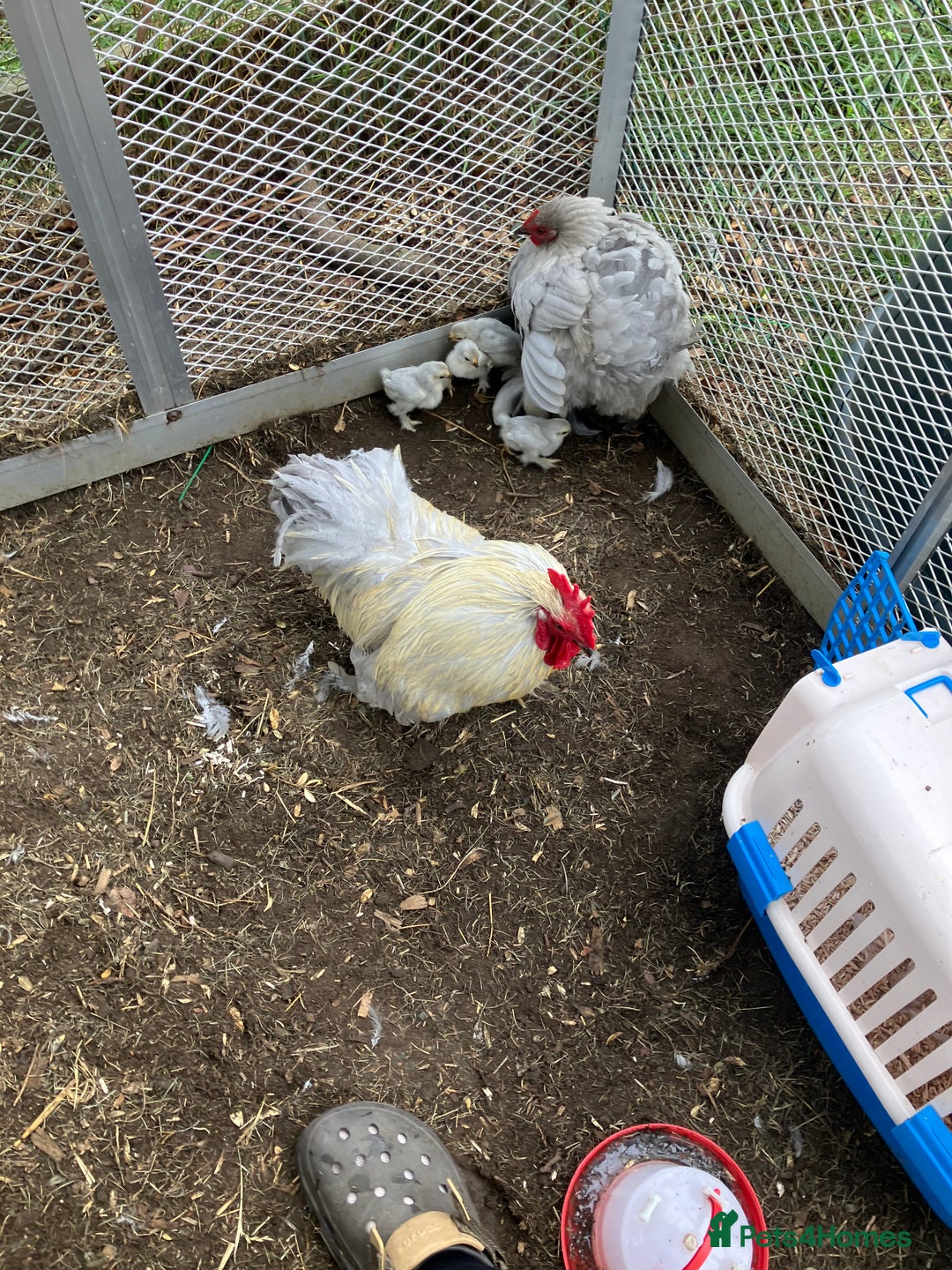 Chickens poultry for sale: Pure lavender pekins - Image 2