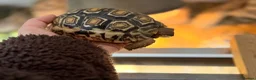Tortoise reptiles for sale: Two Leopard Tortoise with setup - Advert 4