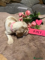 Cocker Spaniel dogs - Advert 8