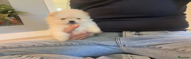 Pomeranian Puppy 2